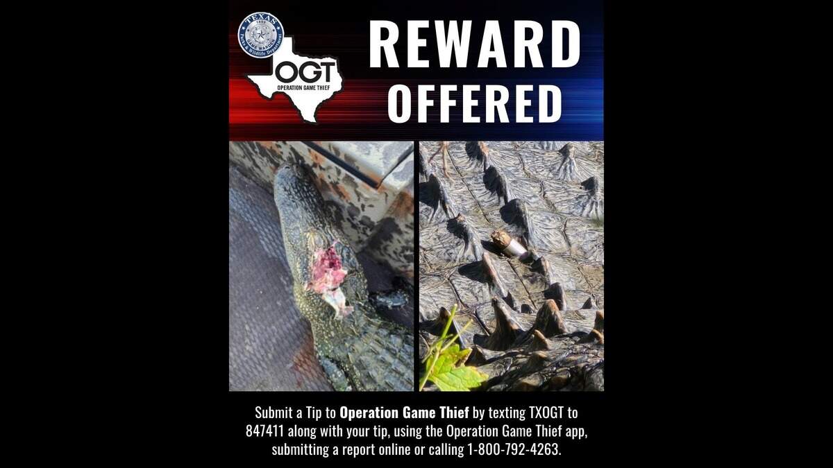 Texas Game Wardens offer $1,000 for tips leading to arrests in Fort Worth Nature Center alligator shootings on Lake Worth. Texas Game Wardens offer $1,000 for tips leading to arrests in Fort Worth Nature Center alligator shootings on Lake Worth.